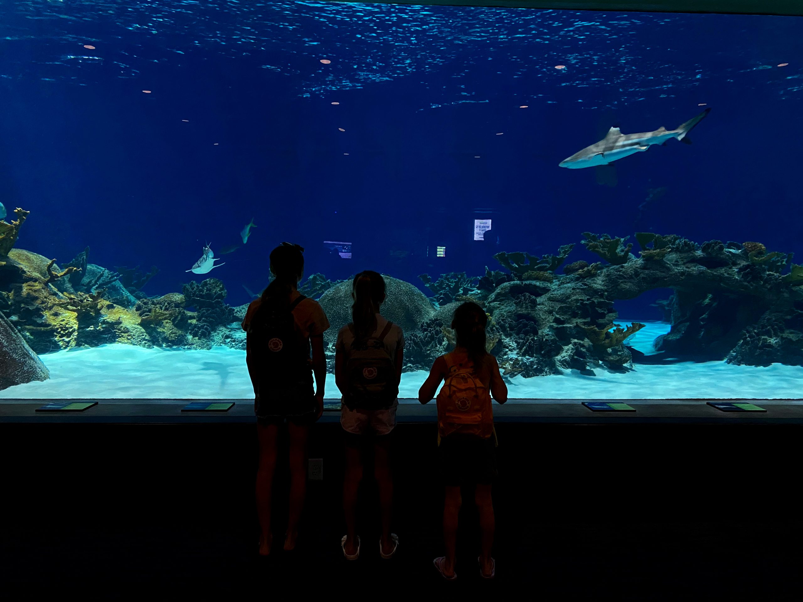 OdySea Aquarium in Scottsdale: 8 tips, things to know before you take kids